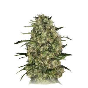 Black Domina