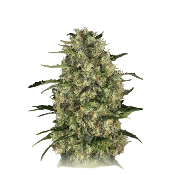 Black Domina