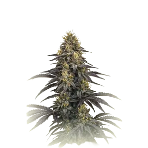 Black Dominal