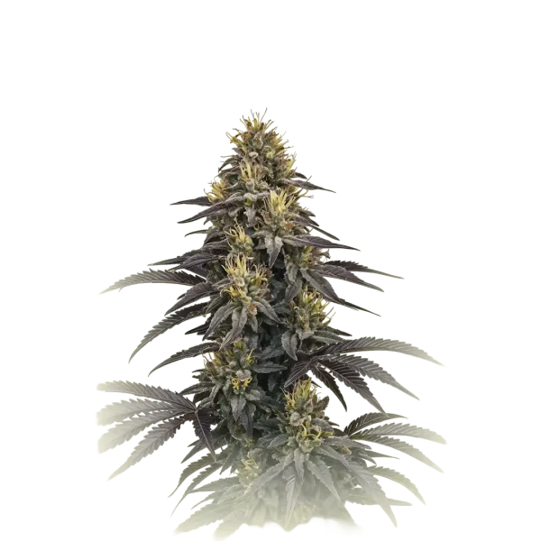 Black Dominal