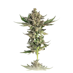 Black Magic Autoflower