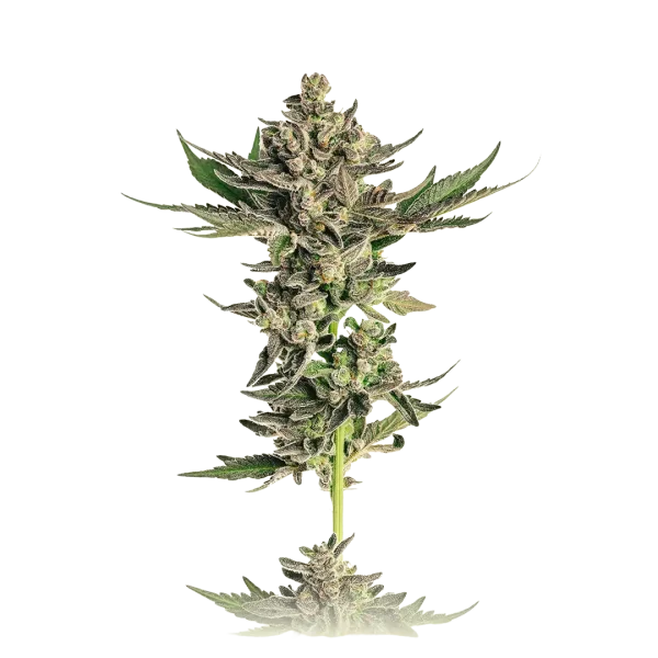 Black Magic Autoflower
