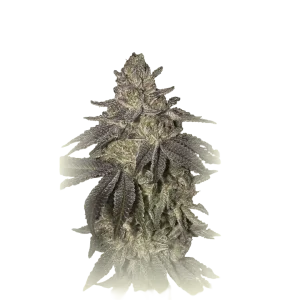 Black Toffee