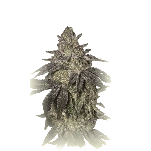 Black Toffee