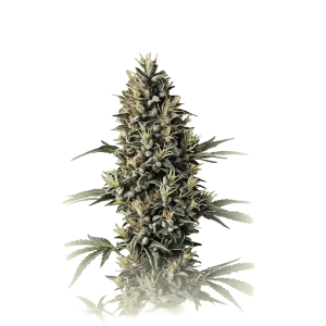 Blue Amnesia