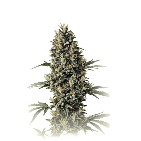 Blue Amnesia