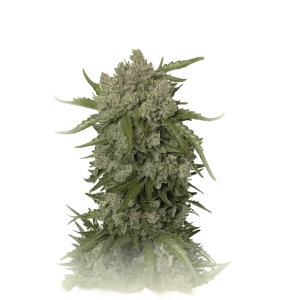 Blue Amnesia Auto