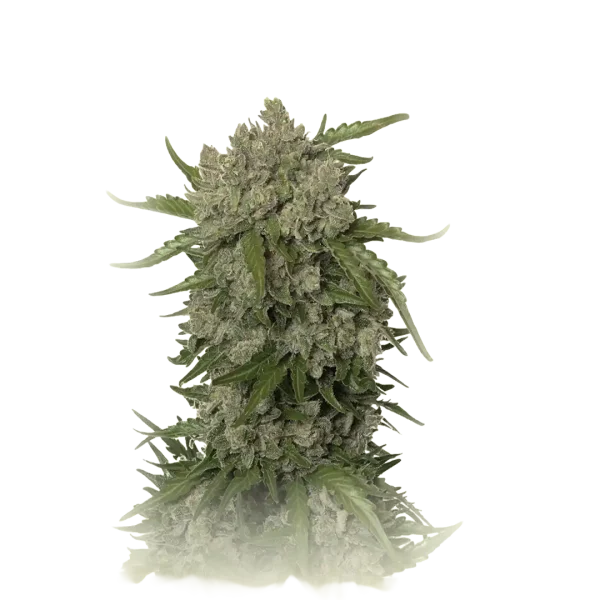 Blue Amnesia Auto