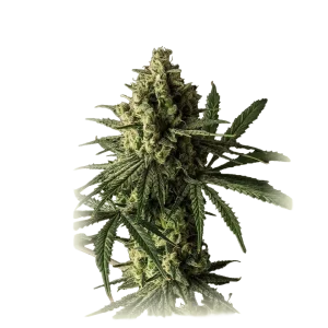 Blue Cheese