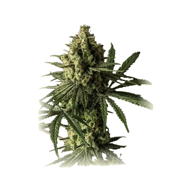 Blue Cheese