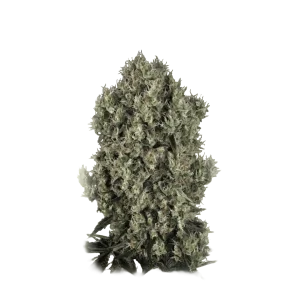 Blue Diesel