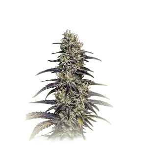 Blue Dream
