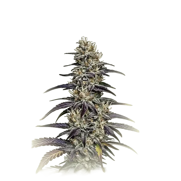 Blue Dream