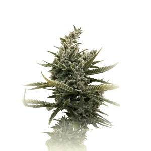Blue Magnum Auto