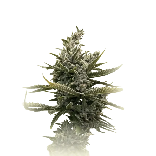 Blue Magnum Auto