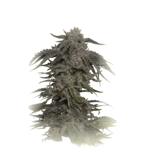 Blue Widow