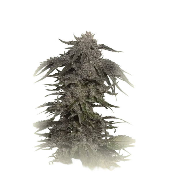 Blue Widow