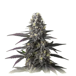 Blueberry