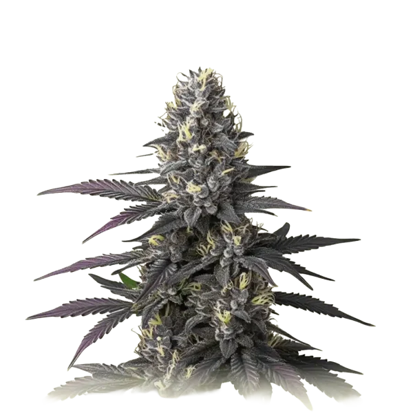 Blueberry