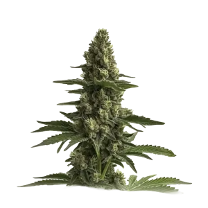 Bruce Banner