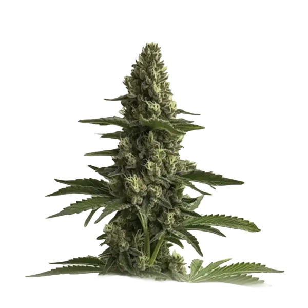 Bruce Banner
