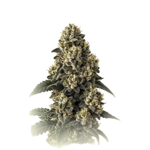 Bubba Kush