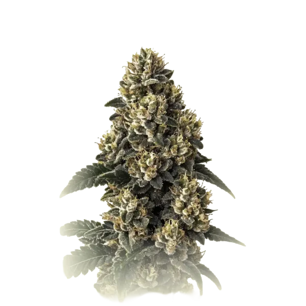 Bubba Kush