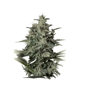 Bubba Lemon