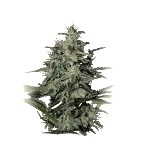 Bubba Lemon