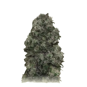 Bubblegum