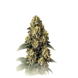 Bubha Kush