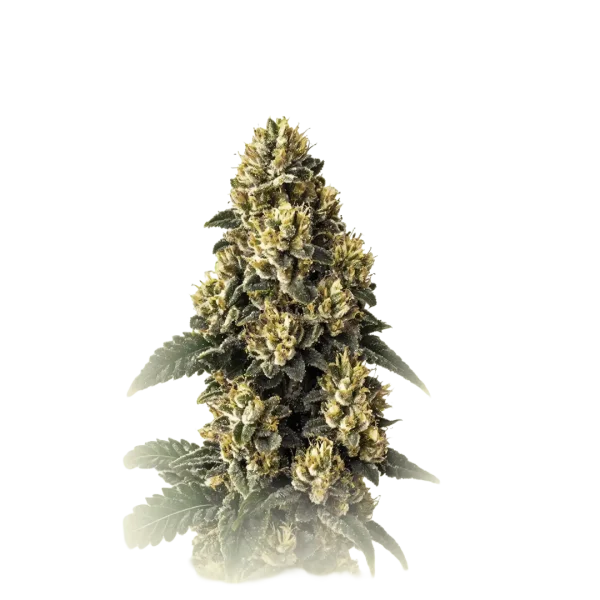 Bubha Kush