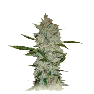 Calimist