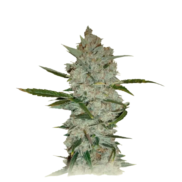 Calimist