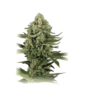 Candy Kush