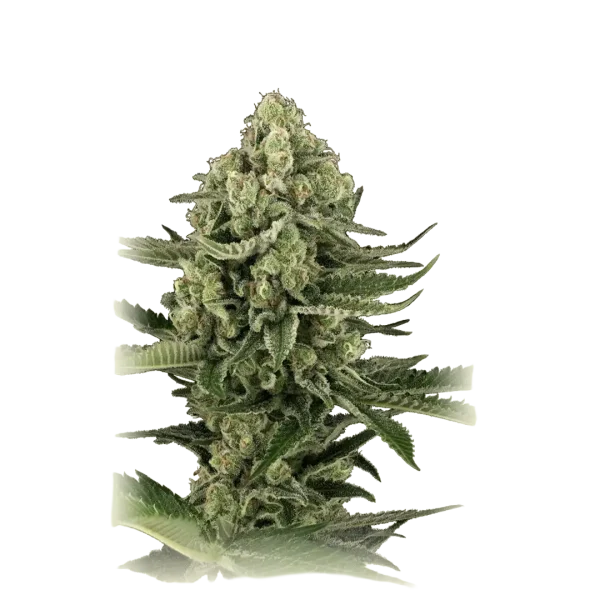 Candy Kush