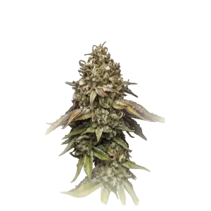 Cannatonic Auto CBD
