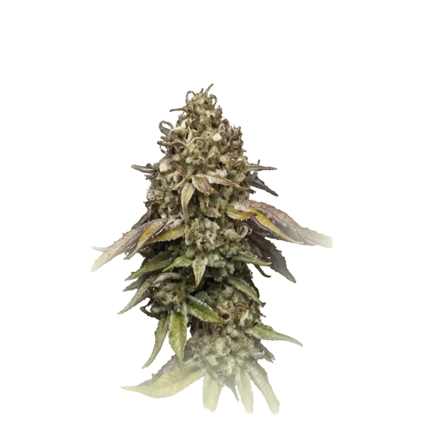 Cannatonic Auto CBD