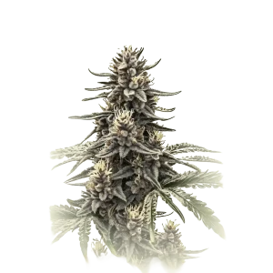 Cannatonic CBD