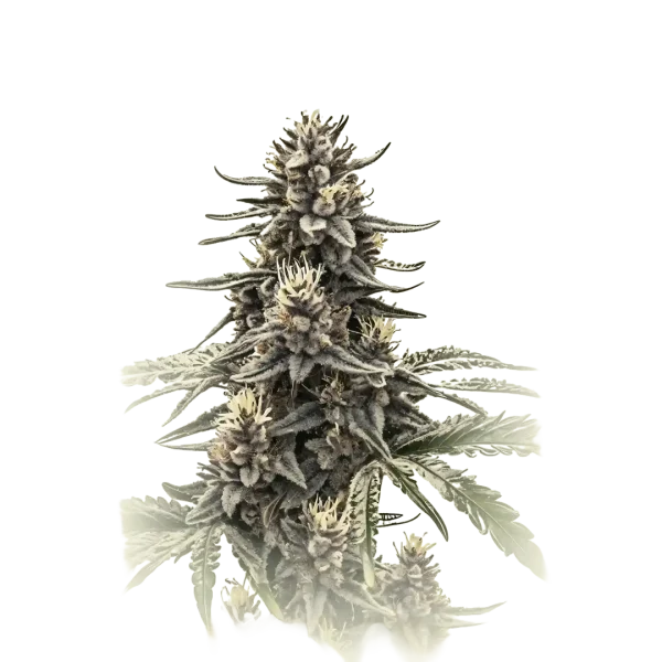 Cannatonic CBD