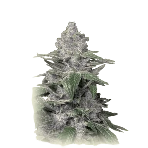 Caramel Purple Kush