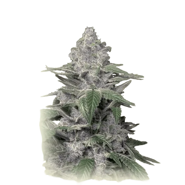 Caramel Purple Kush