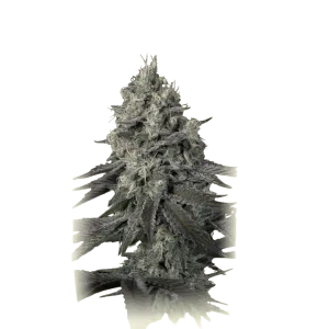 Casey Jones