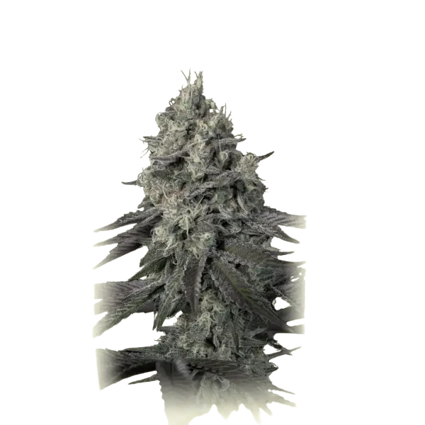 Casey Jones