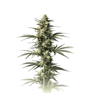 CBD Critical Mass