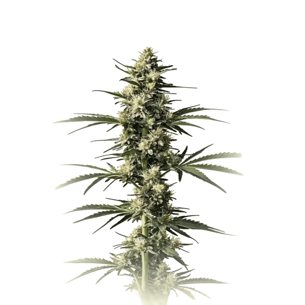 CBD Critical Mass