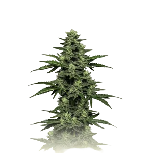 CBD Kush Auto