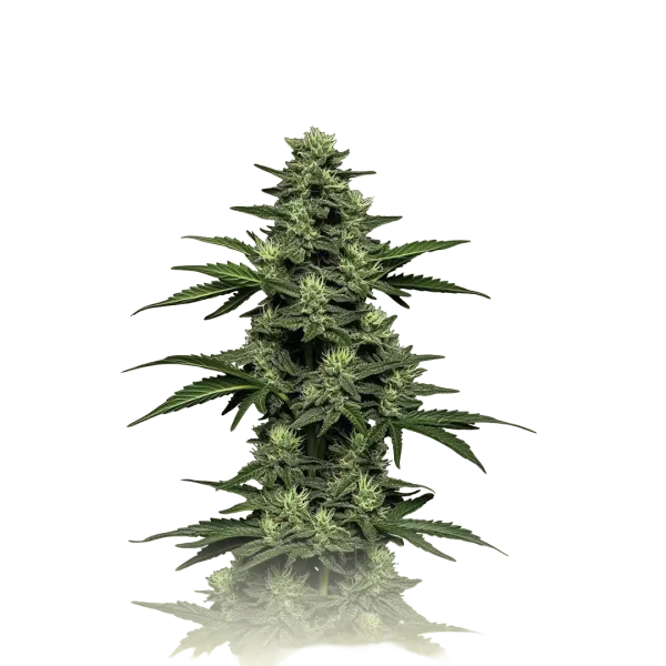 CBD Kush Auto