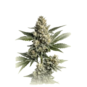 CBD OG Kush