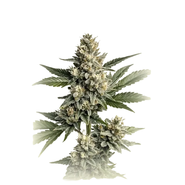 CBD OG Kush